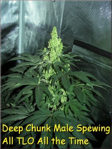 deep-chunk-male-nov-2016