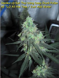 medusa-headed-seeded-up-kali-thai-all-tlo