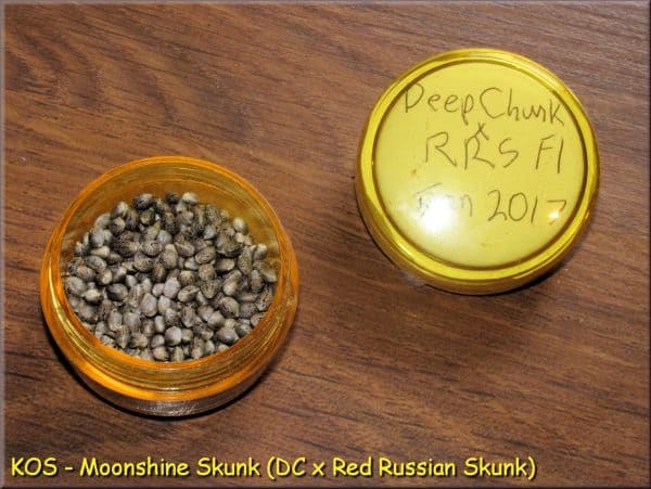 KOS - Moonshine Skunk