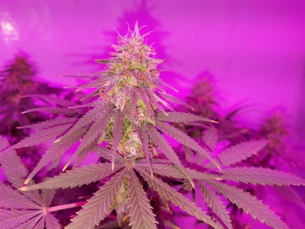KOS - Black Poison Skunk