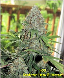KOS - Candyman Haze