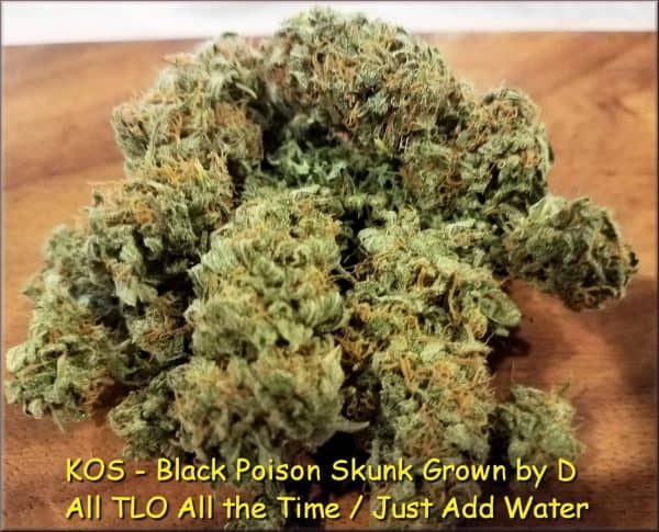 KOS - Black Poison Skunk