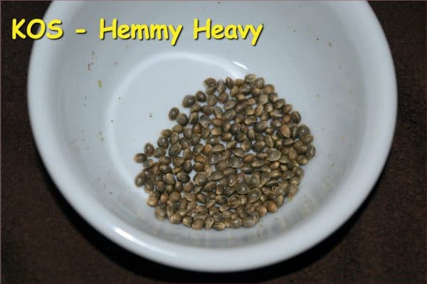KOS - Hemmy Heavy BX1