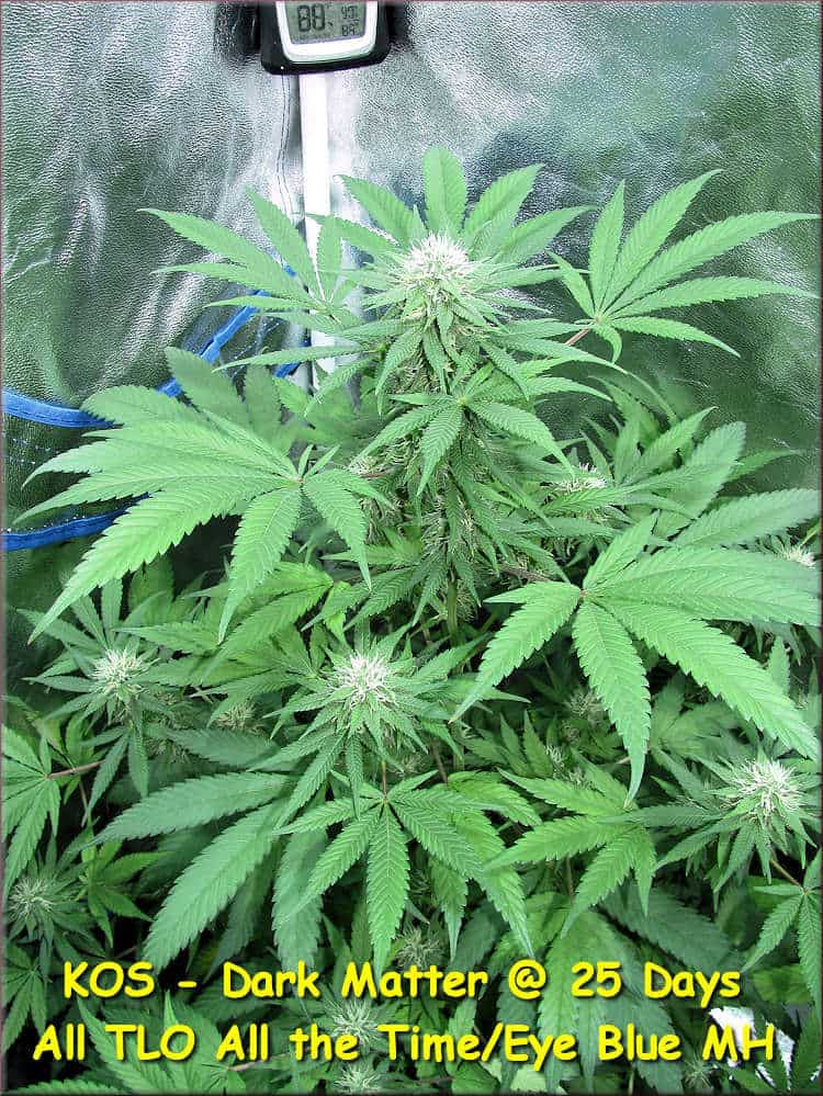 KOS - Dark Forrest - Kingdom Organic Seeds