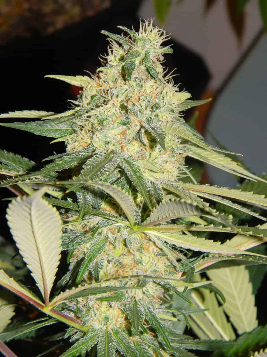 KOS - Dark Forrest - Kingdom Organic Seeds