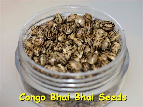 KOS - Congo Bhai Bhai - Image 2