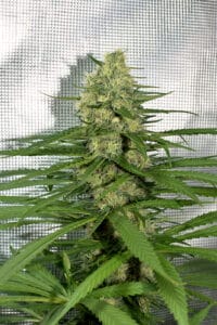 Chunky Cherry Thai by Kingdom Organic Seeds
