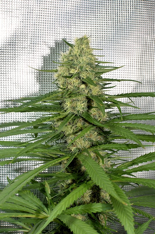 Chunky Cherry Thai by Kingdom Organic Seeds