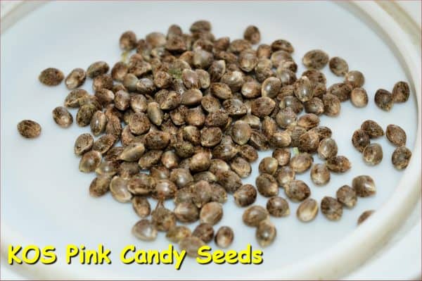 KOS - Pink Candy F2 - Image 3