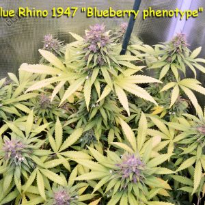 KOS - Blue Rhino 1947