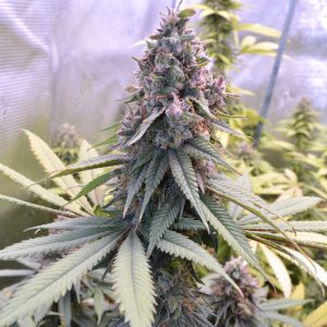 KOS - Blue Thai