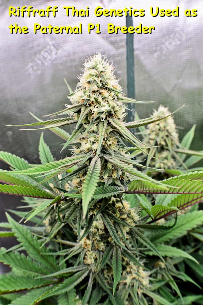 KOS - LA Smush - Kingdom Organic Seeds