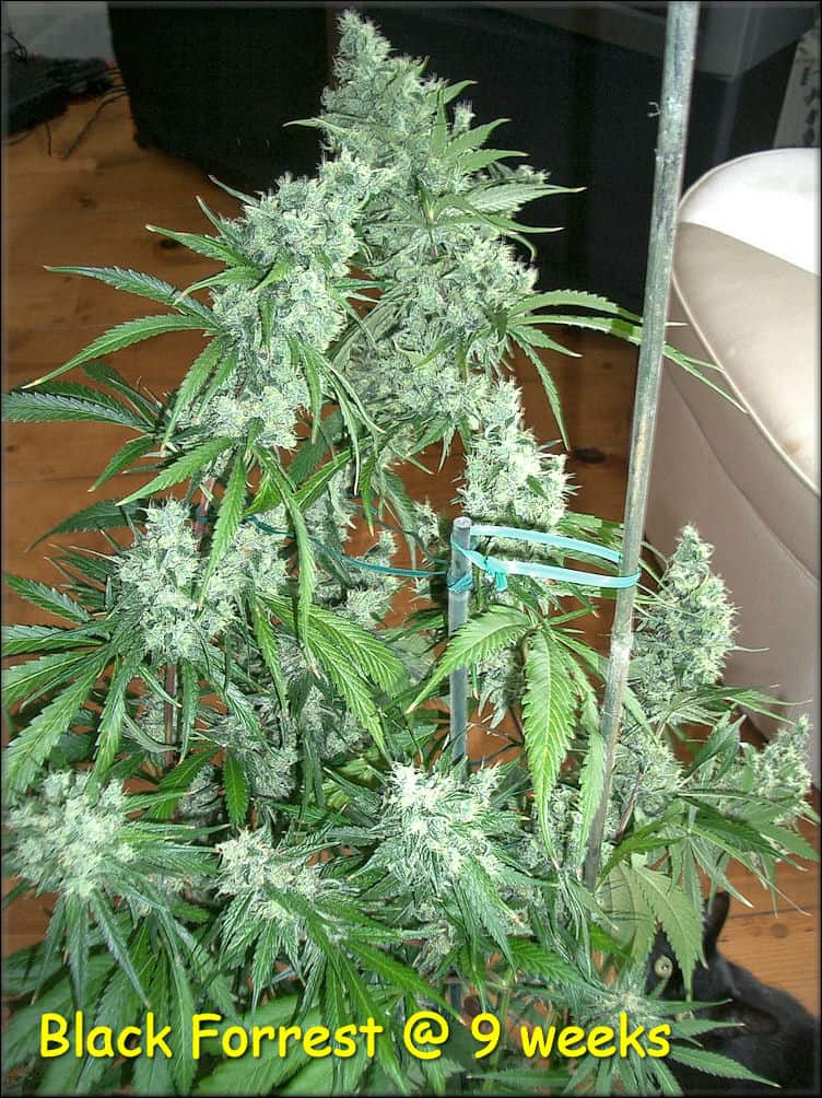 KOS - Dark Forrest - Kingdom Organic Seeds