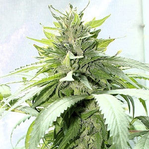 KOS - G13 Haze