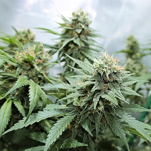 KOS - Thunder Haze F1