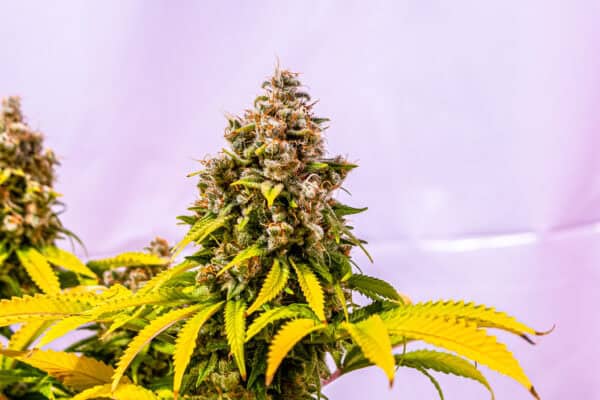 KOS - Silverback Gorilla Stoned Gorillas Collab - Image 3