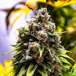 Silverback Gorilla by Kingdom Organic Seeds & Stoned Gorillas
