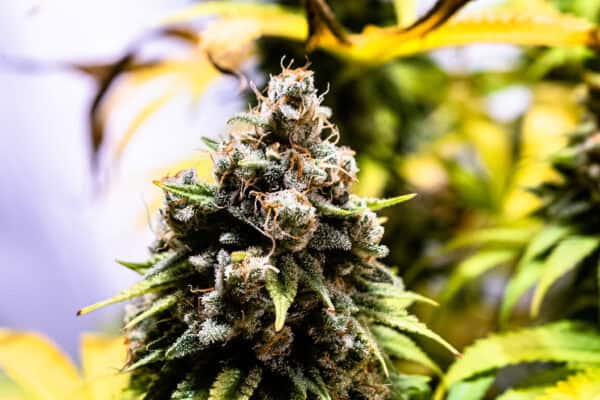 Silver Back Gorilla by Stoned Gorillas